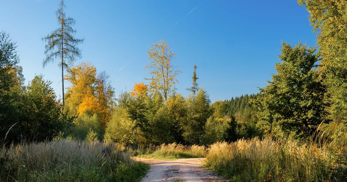 Trilha de terra que se divide em dois caminhos em uma floresta, ilustrando como comparar dois provedores de IPTV