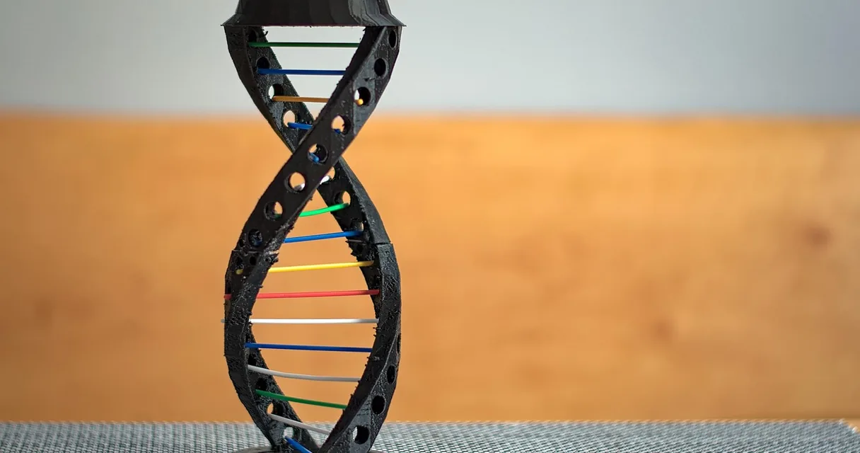 Modelo de dupla hélice de DNA sobre uma mesa, ilustrando quanto custa um teste de DNA