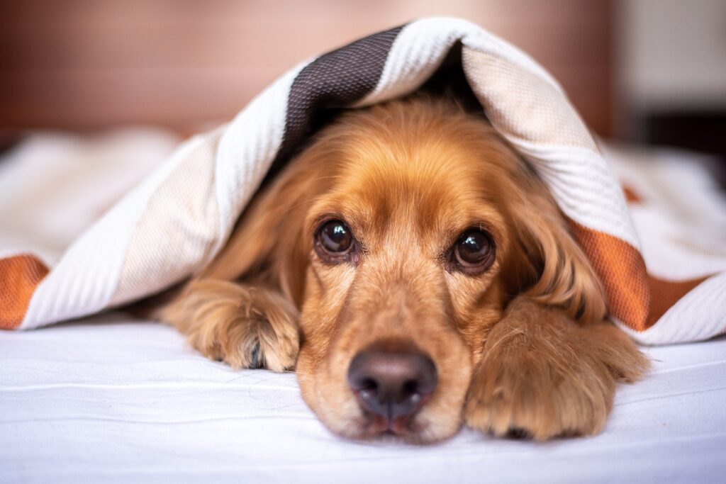 Cachorro na cama tem riscos reais para a saúde de quem dorme com eles ou é apenas um ato de carinho e amor pelo pet.