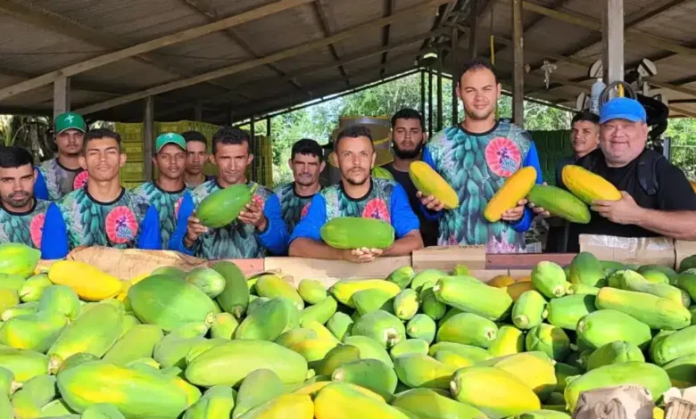 “Mosaico do mamoeiro” compromete metade da safra do maior produtor do Acre