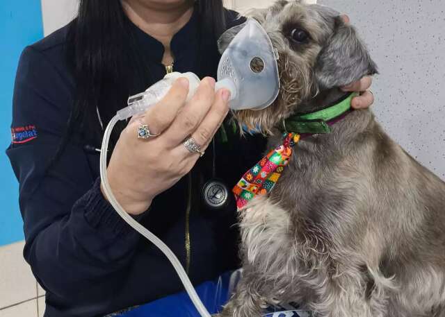 Ambiente úmido e limpo ajuda a evitar alergias respiratórias nos pets - MiAuNews