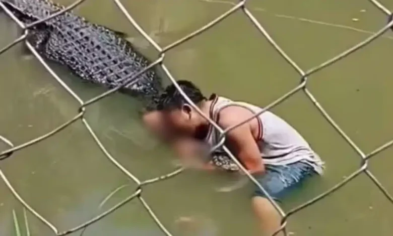 Turista é atacado por crocodilo ao invadir recinto em zoológico