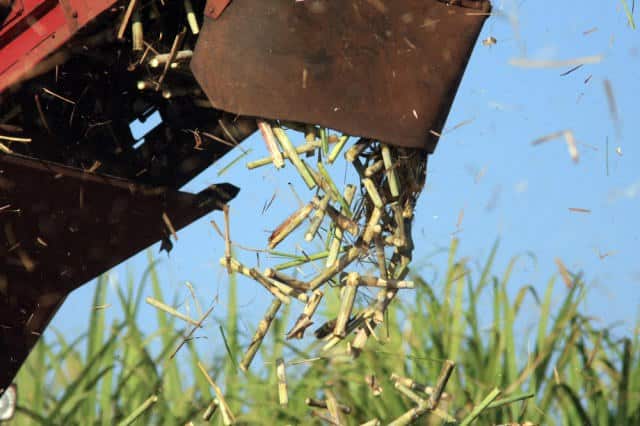 Conab estima produção de 663,4 milhões de toneladas de cana