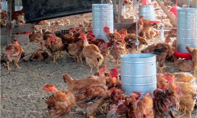 Rondônia está em alerta sobre gripe aviária e mantém ações preventivas - Agronegócio