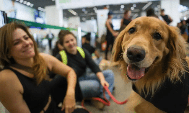companhias aéreas podem barrar animais emocionais em voos