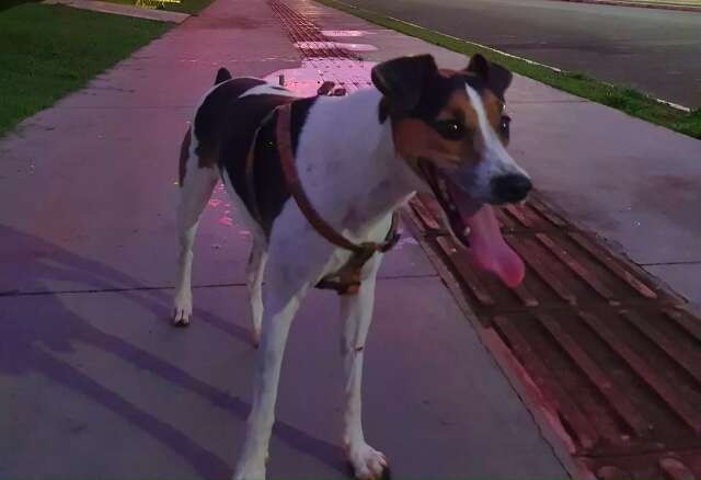 Cachorro idoso com problemas de visão desaparece em Campo Grande