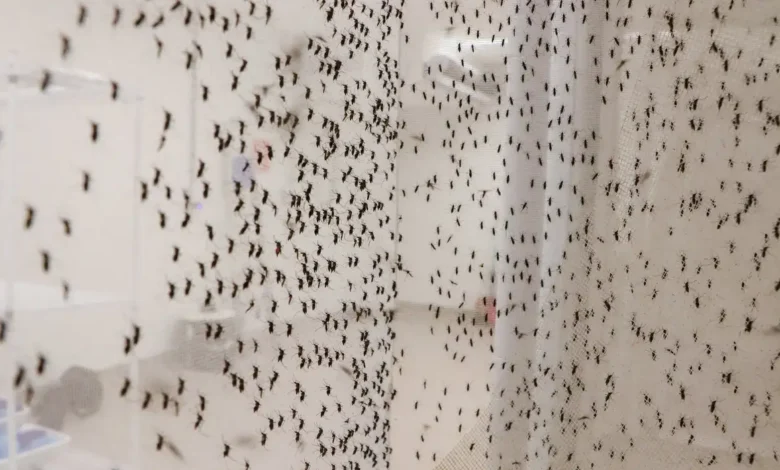 Quantos casos de febre de oropouche o estado de São Paulo tem?