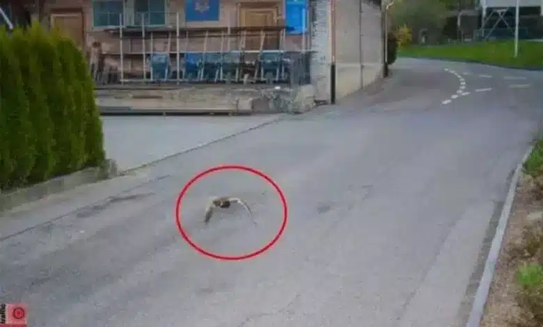 Radar flagra pato voando em alta velocidade na Suíça e intriga autoridades