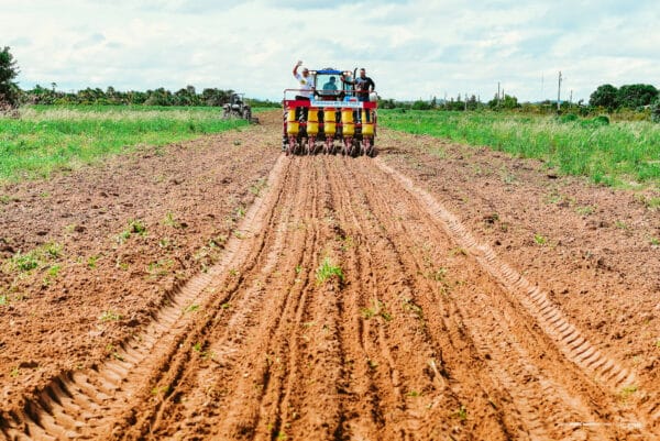 Primeiro trimestre: Prefeitura de Boa Vista atinge marca de 1,2 mil hectares de grãos plantados