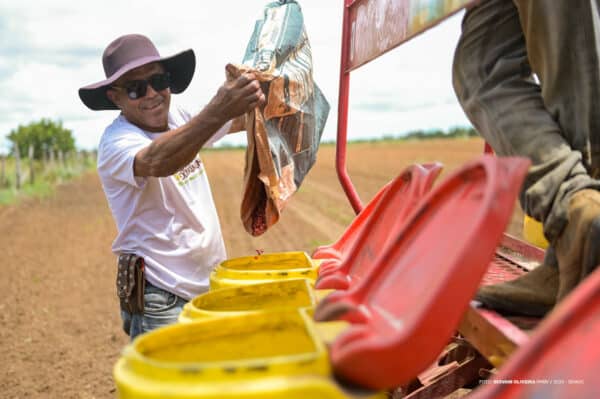 Plantio de milho fortalece renda familiar nas comunidades indígenas de Boa Vista
