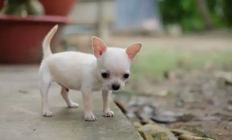 chihuahua para ilustrar o cachorro que morreu queimado em forno