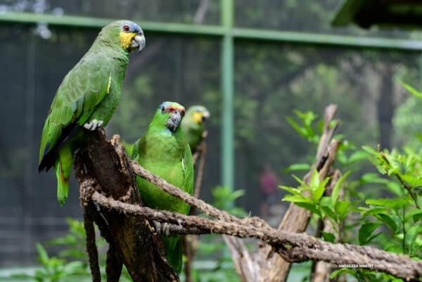 Bosque dos Papagaios passa por obras de revitalização; local continua aberto para visitação