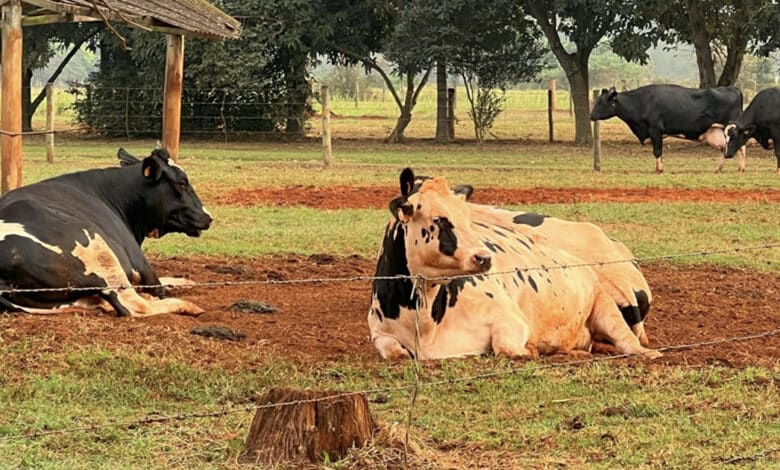 No terreno de uma propriedade rural, estão três vacas, duas deitadas na terra, uma com pelo preto, outra com pelo branco, e uma com pelo preto ao fundo, em pé no gramado, perto de um grupo de árvores