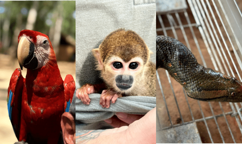 sete animais silvestres são resgatados de exploração turística no AM