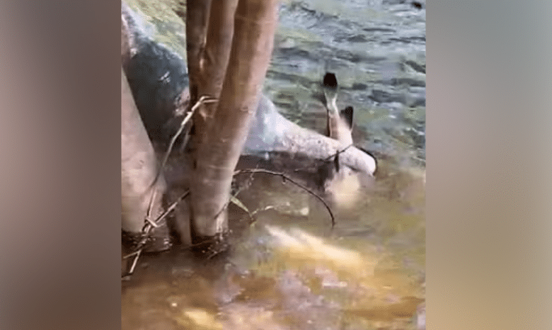 casal flagra quando boto surge 'pescando' peixe às margens de rio