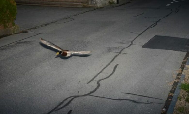 Radar registra pato voando acima da velocidade permitida