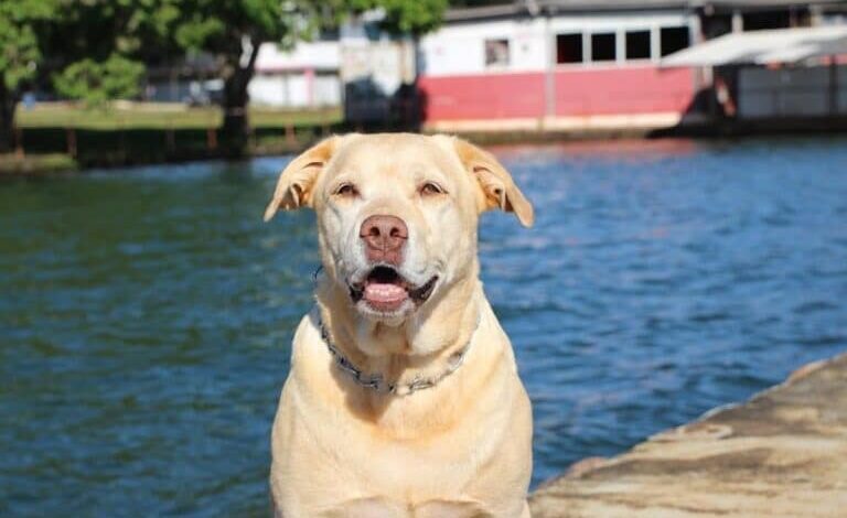 Morre Thor, labrador reconhecido pela atuação na tragédia de Brumadinho