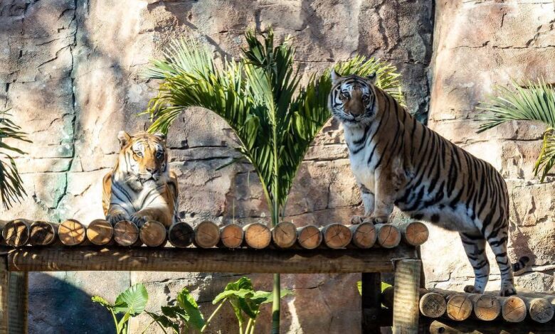 Tigres-de-bengala: veja novidades do Zoológico de SP - 18/06/2025 - Passeios