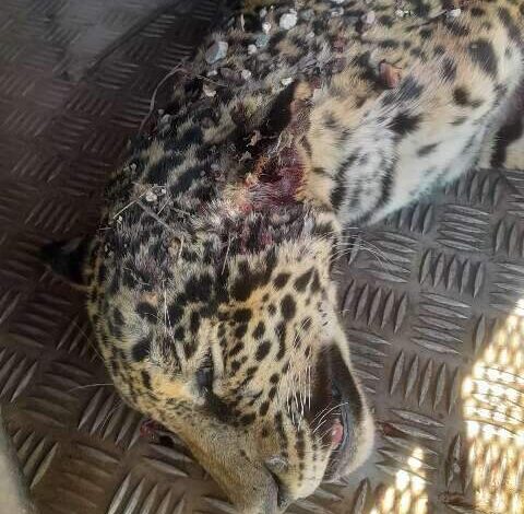 Segunda onça-pintada morre atropelada na BR-262 em menos de uma semana