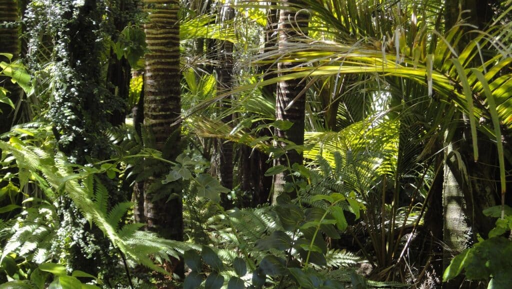 Quantos mistérios a Amazônia esconde? Uma árvore caída provou que são inúmeros e cada vez mais arrepiantes; veja o que se sabe.