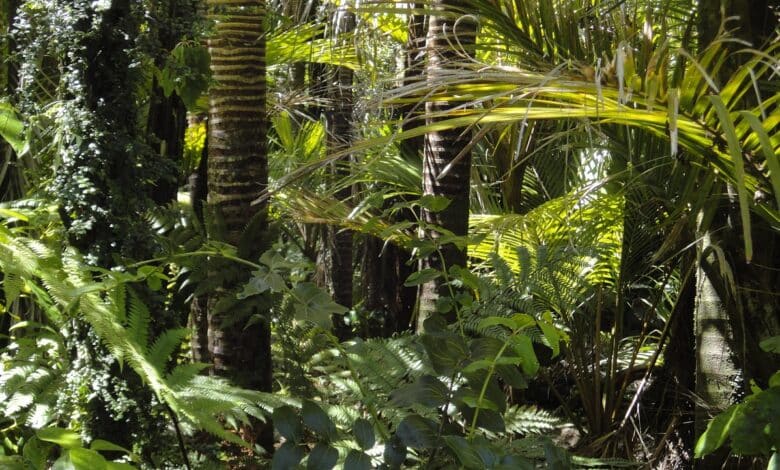 Quantos mistérios a Amazônia esconde? Uma árvore caída provou que são inúmeros e cada vez mais arrepiantes; veja o que se sabe.
