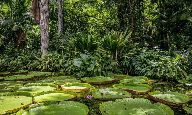 Se as árvores da Amazônia falassem, teriam muito para revelar sobre a natureza e, especialmente, sobre o clima; entenda o que foi descoberto.