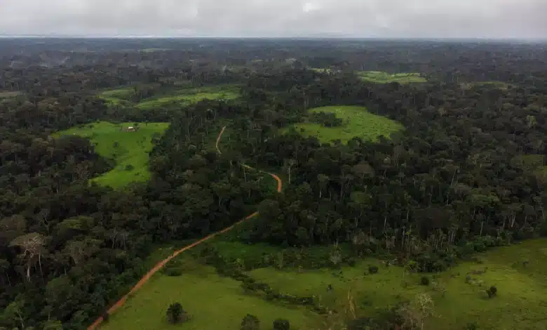A hipocrisia da ordem e o silêncio da floresta | ac24horas