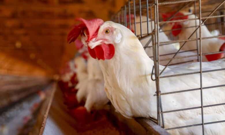 Caso de gripe aviária em aves domésticas é confirmado em Mato Grosso