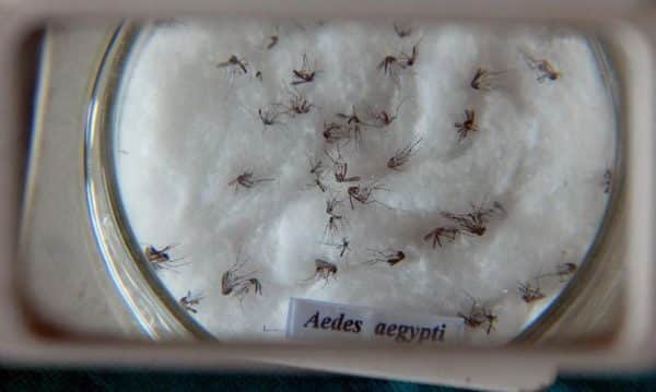 Dengue: vacina do Butantan estará disponível no início de 2026