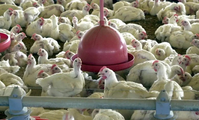 Gripe aviária: 17 países suspendem restrição à carne brasileira