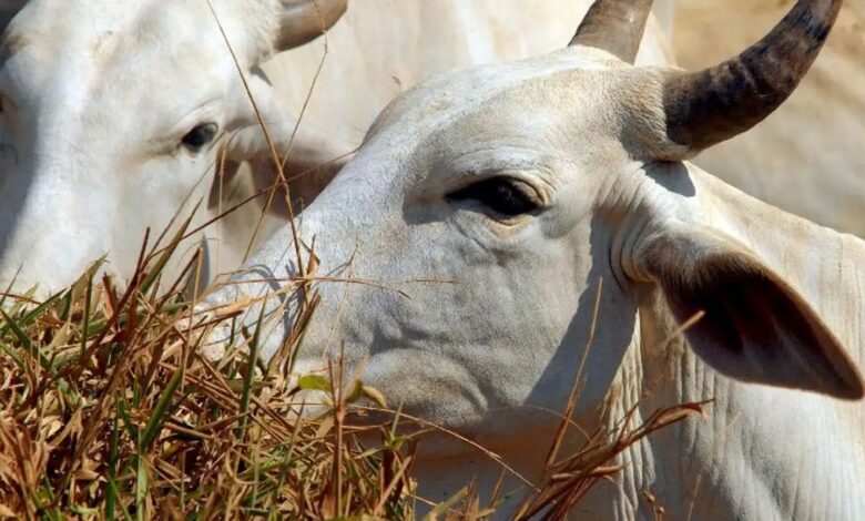Somente 15% dos frigoríficos do Cerrado participam de pacto de combate ao desmatamento