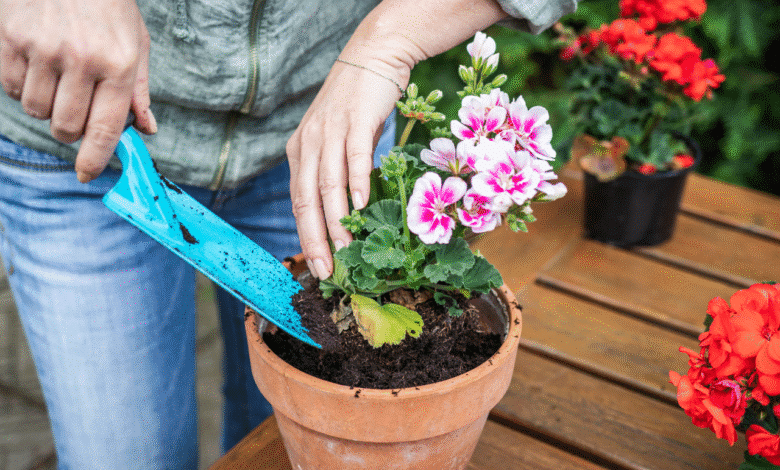 how to keep it blooming non-stop despite the rain
