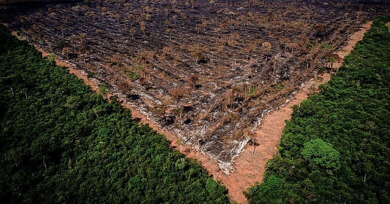 Brasil tem área de florestas do tamanho de Santa Catarina sob alto risco de grilagem, diz estudo – Brasil de Fato