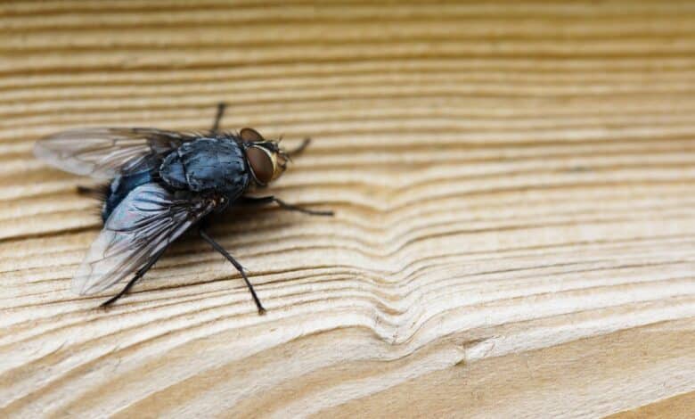 mosca em cima de uma madeira