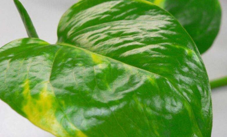 Planta comum em casa elimina até 73% das substâncias cancerígenas do ar, diz Nasa