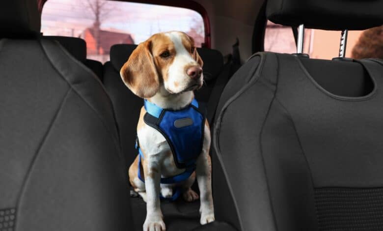 Vai levar pet dentro do carro? é melhor tomar cuidado, pois a multa é pesada se você não fizer o que se deve.