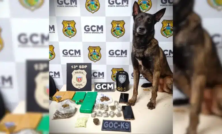 ‘Bolt’ localiza mais de 95 comprimidos de ecstasy em Ponta Grossa