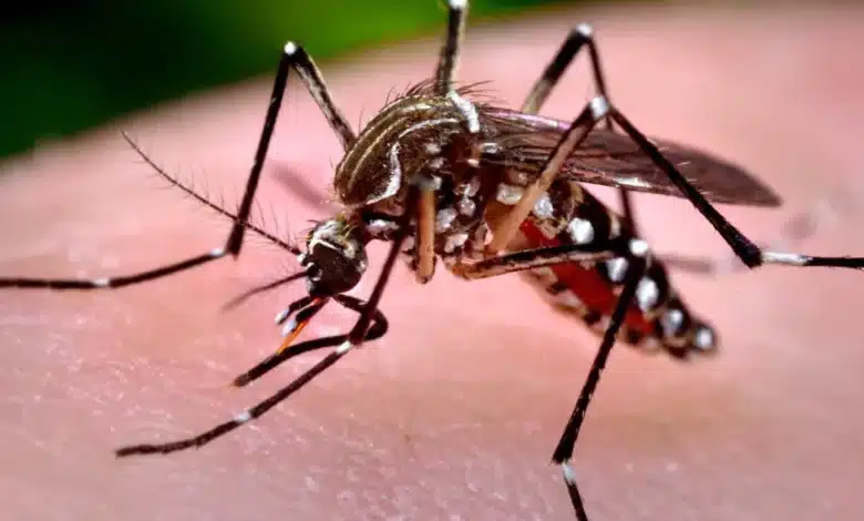 Estado confirma óbito por Chikungunya em Ponta Grossa