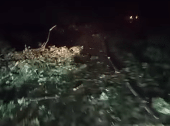 Chuvas com forte vento causam quedas de árvore em rodovia no Paraná