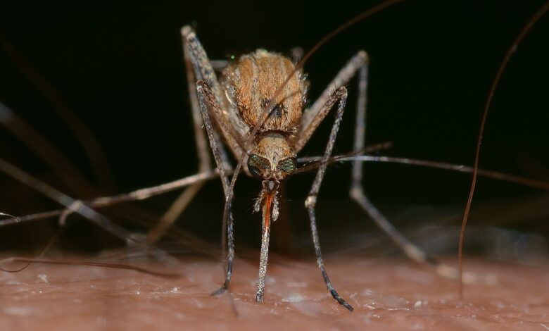 Mosquitos amam certas peles, bem mais do que as outras. Entenda o que está por trás dessa característica estranha.