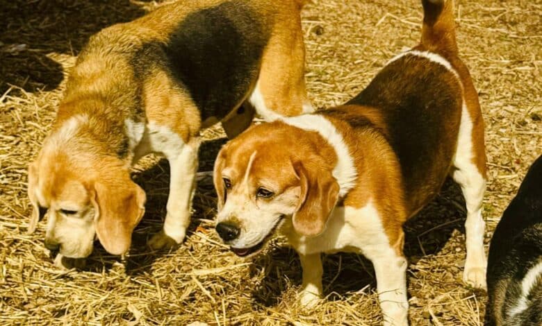 Portal aRede ajuda tutora a encontrar cães desaparecidos em PG