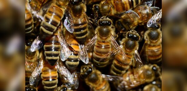 O que você nunca deve fazer ao encontrar um enxame de abelhas
