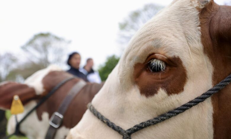 Por que produtores cruzam o Estado para mostrar seus animais na Expointer
