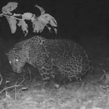 Onça-pintada é flagrada soltando esturro no Pantanal; veja vídeo impressionante
