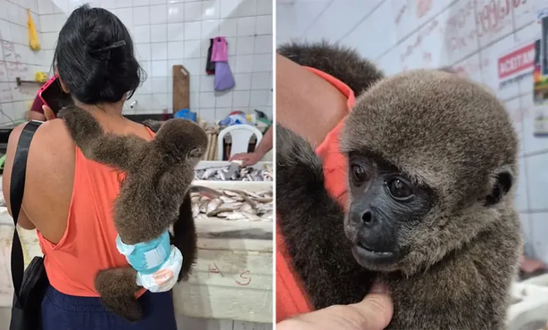 Macaco de fralda é visto em mercado no interior do Acre | ac24horas