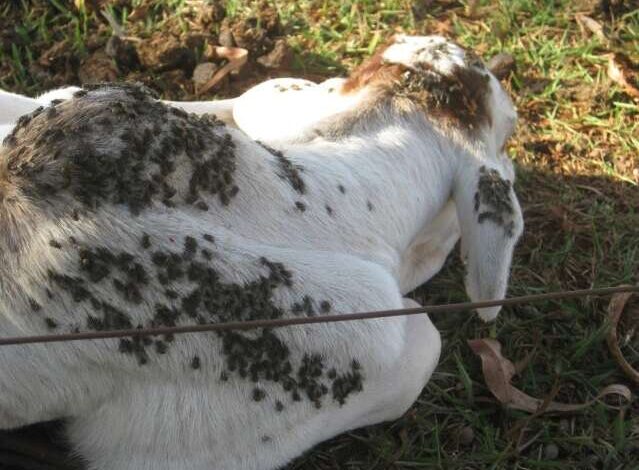 Mosca-dos-estábulos ameaça agricultura em MS: saiba como combater