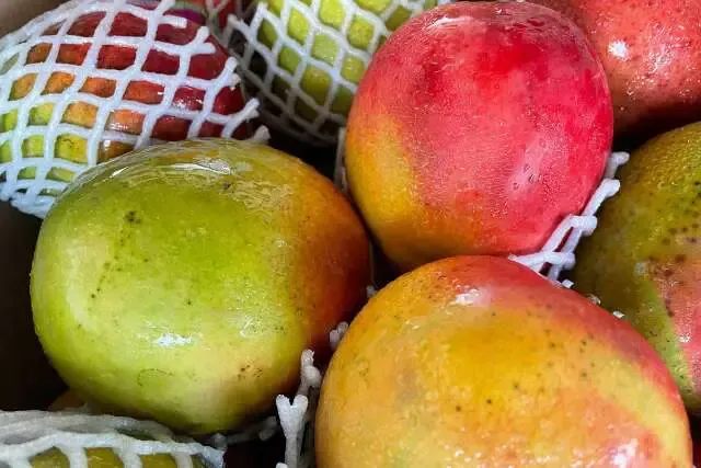 Manga registra queda de 15% no preço nesta semana