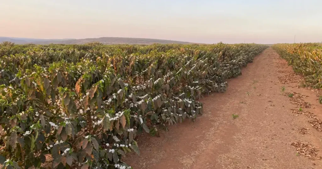 Grupo Cedro investe R$ 200 milhões na produção de café e lidera nova fronteira agrícola na Serra do Cabral (MG)