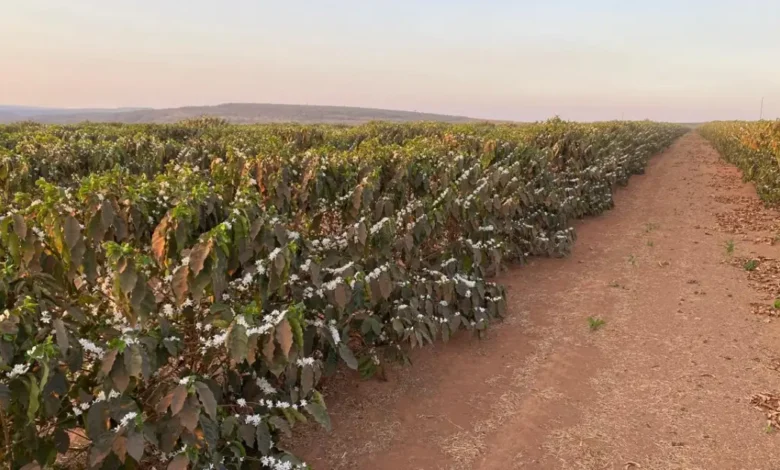 Grupo Cedro investe R$ 200 milhões na produção de café e lidera nova fronteira agrícola na Serra do Cabral (MG)