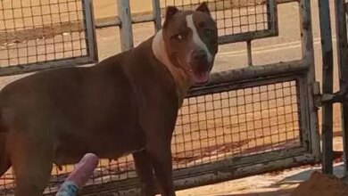Homem encontra pit bull perdida no Centenário e procura a família